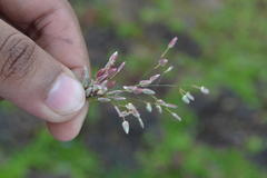 Eragrostis unioloides